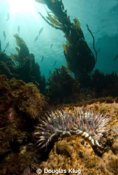 Morning on the Reef. Wide angle work with an anenome at A... by Douglas Klug 